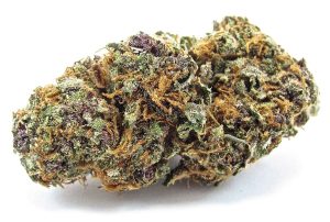 forbidden fruit marijuana strain | News
