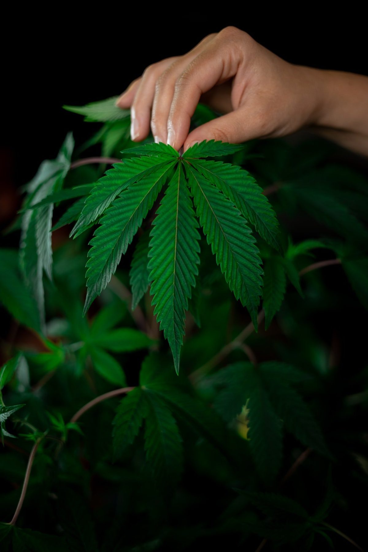 bc3 | News online dispensary canada