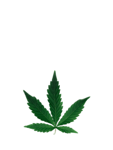 hemp BG removed | News buy weed online BC, BC dispensary