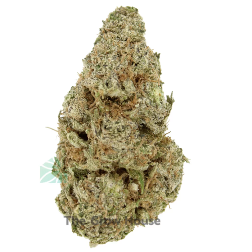 Northern lights strain