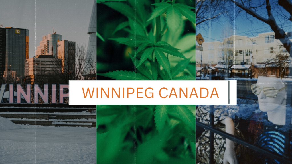 Winnipeg Cannabis Dispensary, winnipeg weed delivery