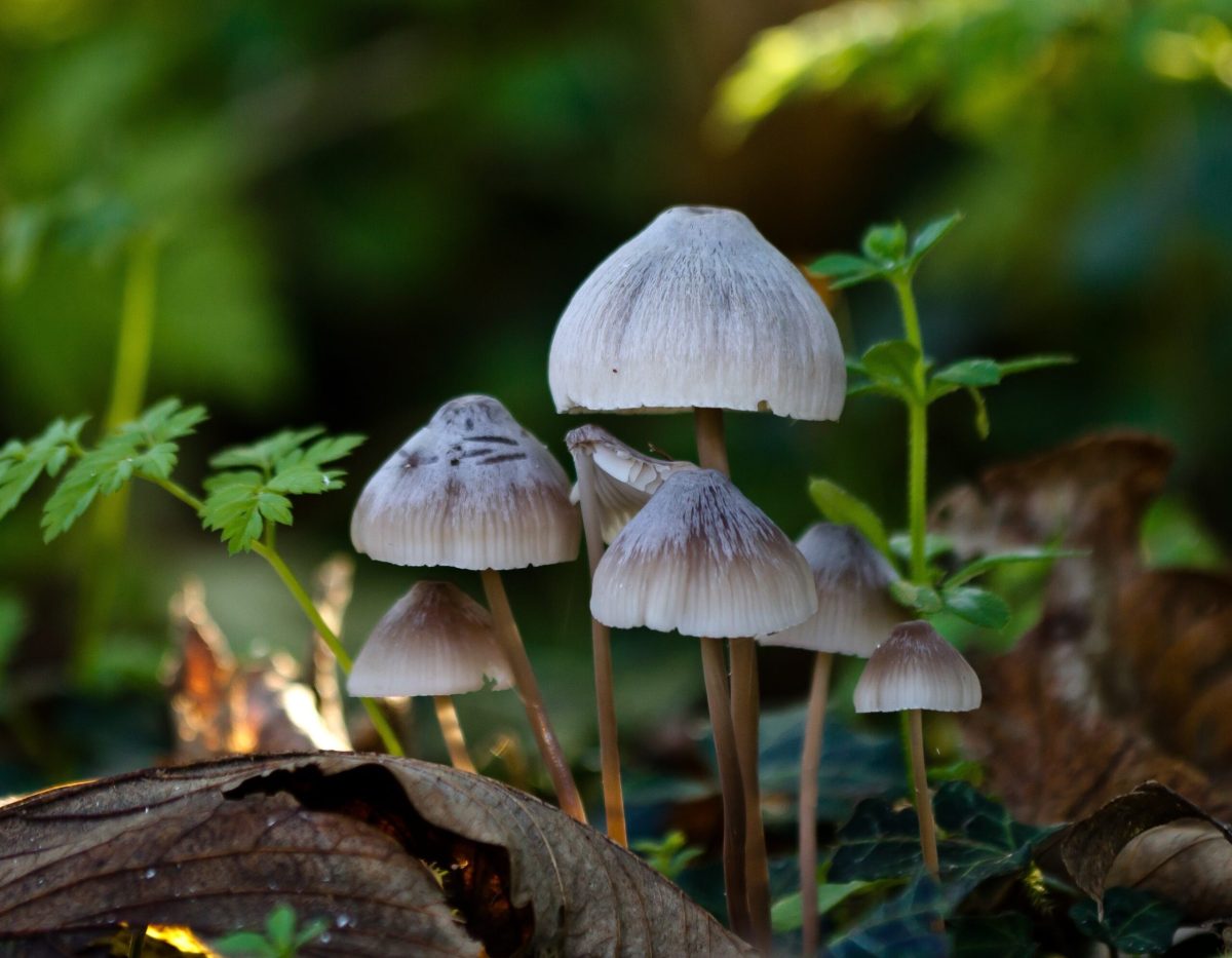 tree nature forest light sunlight leaf flower green jungle natural autumn botany mushroom flora fauna sponge forest floor fungus rainforest denmark woodland habitat tropics macro photogra scaled | Guidance