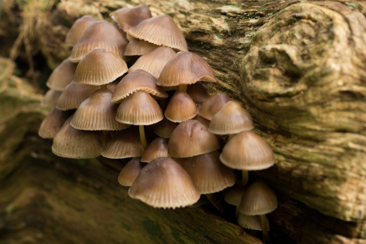 wild mushrooms 4 | Collaboration