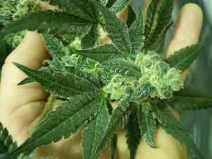 GreenWay Maryland Marijauna As A Medical Option | responsibility