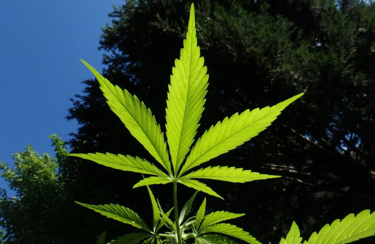 cannabis 1382955 1920 1 e1573755367887 | Consumption methods