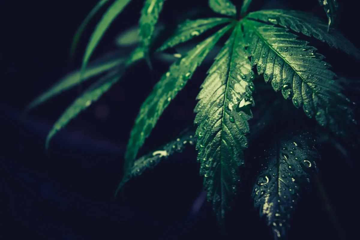 cannabis tech | Regulatory