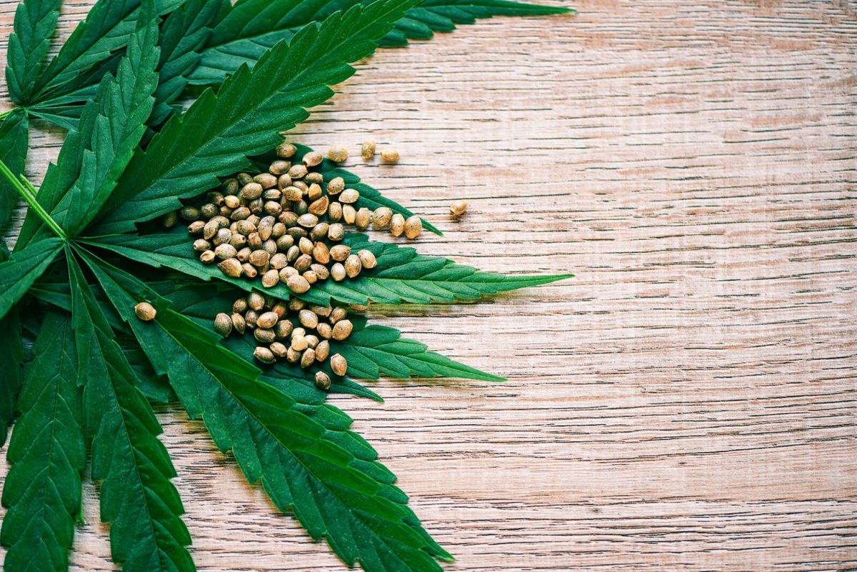 buy marijuana seeds in Cicero 1536x1025 1 | topicals