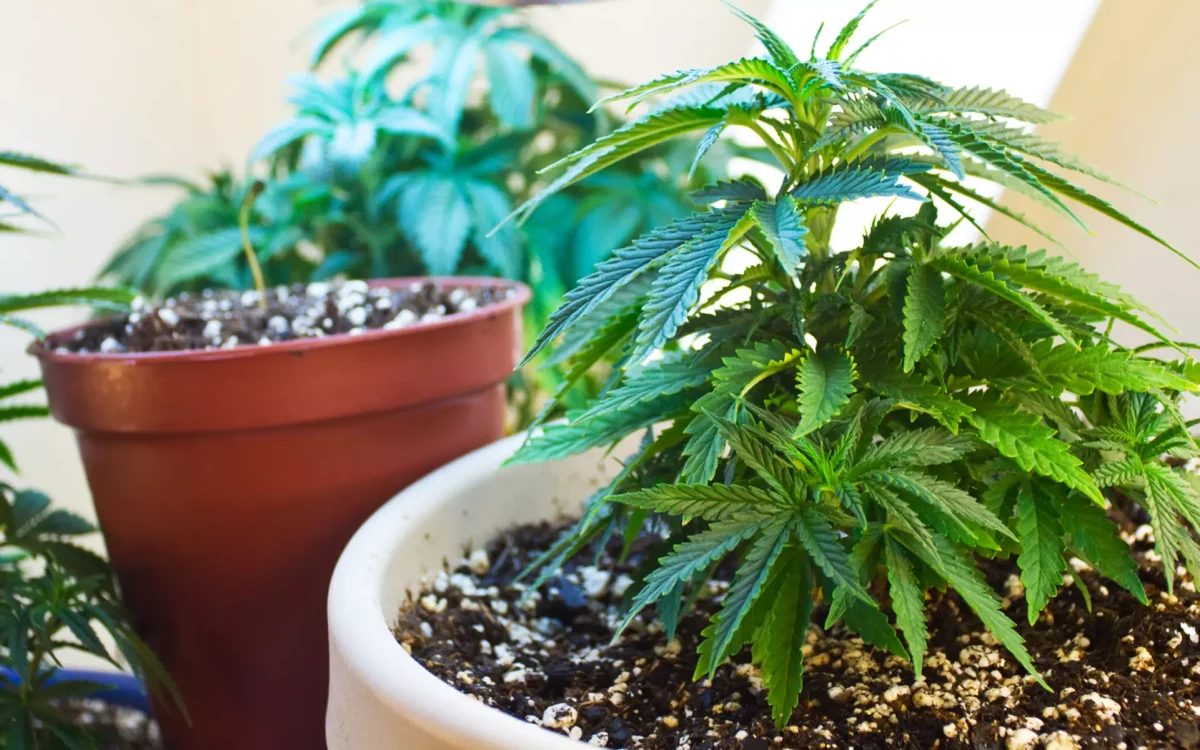 washington home grow | Personalized