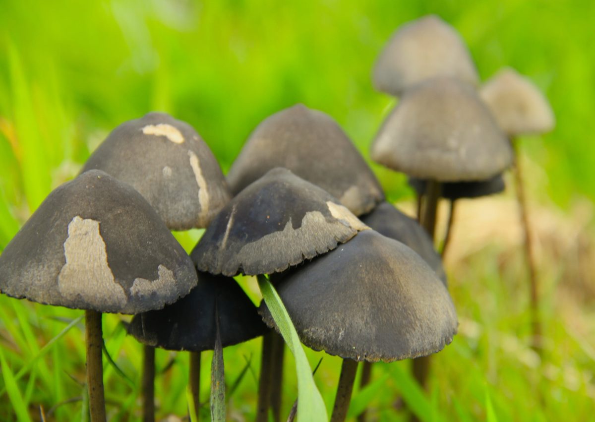1499792183990 mushrooms | Canada