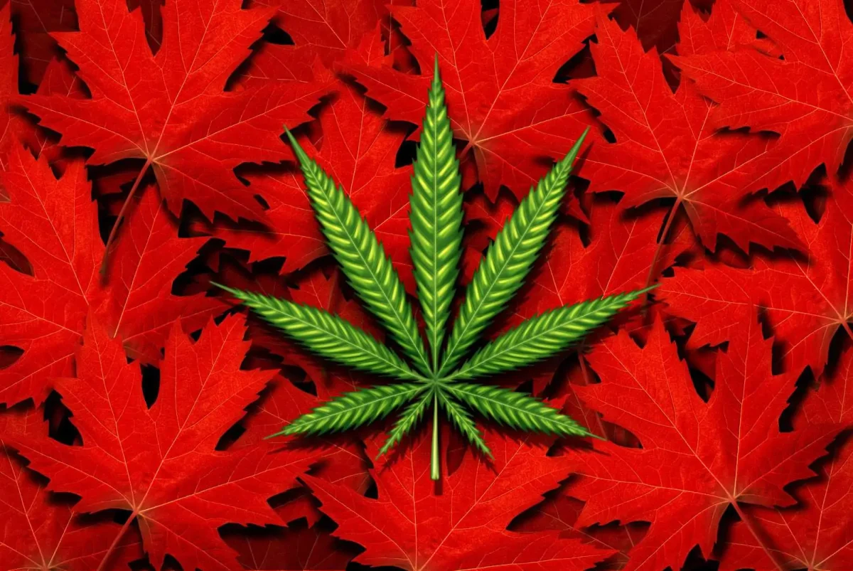 Important Tips for Starting a Cannabis Career in Canada | Canada