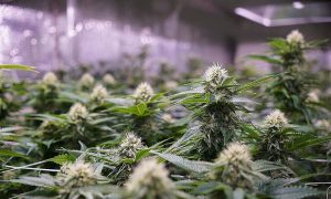 North American Cannabis Holdings 1000x600 1 | Metabolism