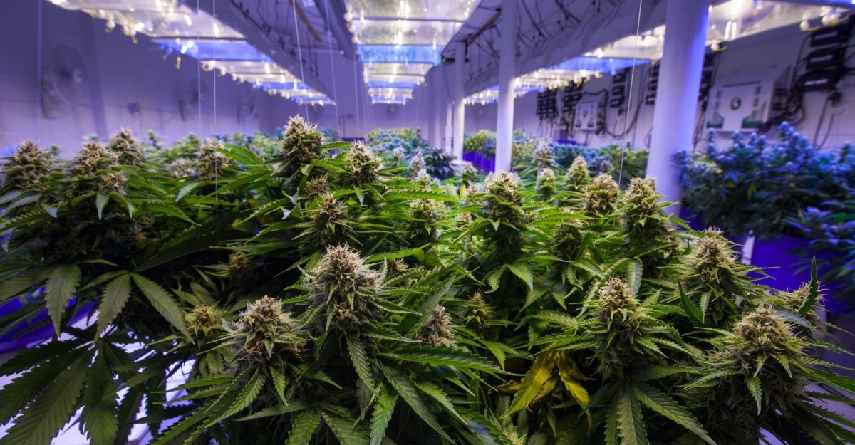 grossista cannabis 1920x1000 1 | Personalized