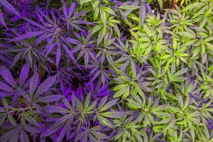 grow lef hps 5 1 1200x800 1 | Tinctures