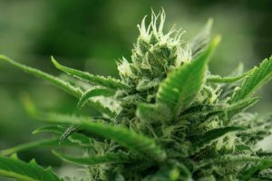 Cannabis 1200x800 1 | Challenges