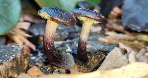Gymnopilus purpuratus in New Zealand | responsibility