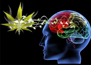 Research Shows That Cannabis Can Be Effective for Concussion Treatment | Receptors