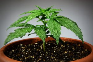 This Year Washington Might Legalize Cannabis Home Grow mcig | Empowerment