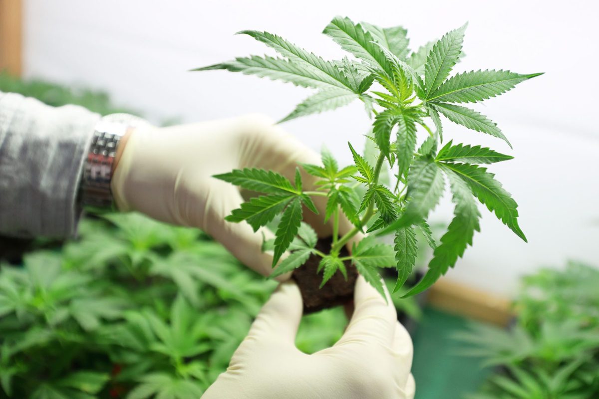 cannabis plant 1920x1280 1 | Empowerment