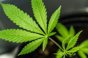 Acquisition Development Cannabis Pilot Program Funding | Metabolism