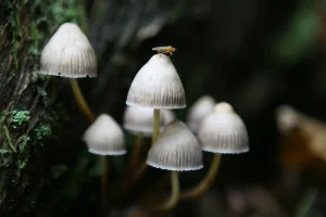 czNmcy1wcml2YXRlL3Jhd3BpeGVsX2ltYWdlcy93ZWJzaXRlX2NvbnRlbnQvbHIvZnJhbG9uZV9hdXR1bW5fYmFja2dyb3VuZF9icml0YWluXzItaW1hZ2Uta3ljaWV6eXQuanBn | Challenges