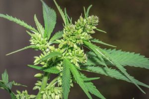 istockphoto 1226754491 612x612 1 | Tinctures