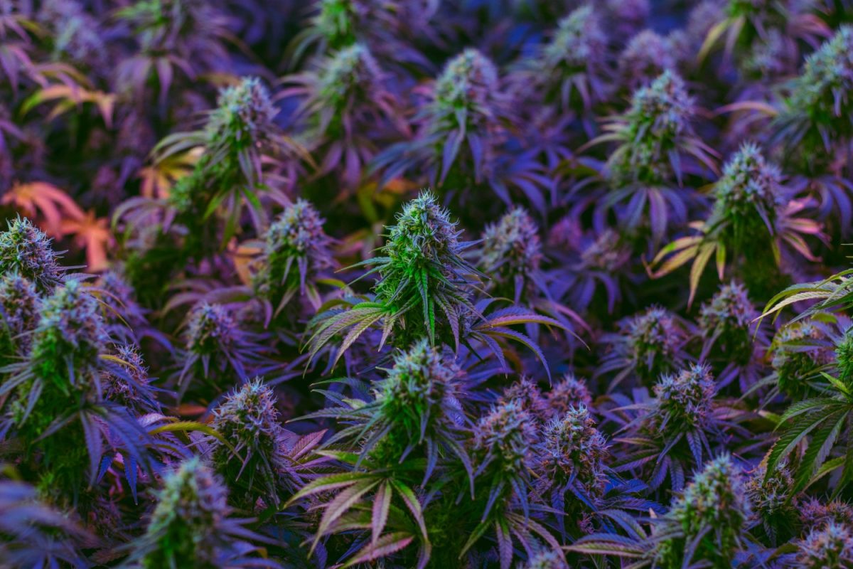 4978 clones or seeds what is better for growing cannabis | Challenges