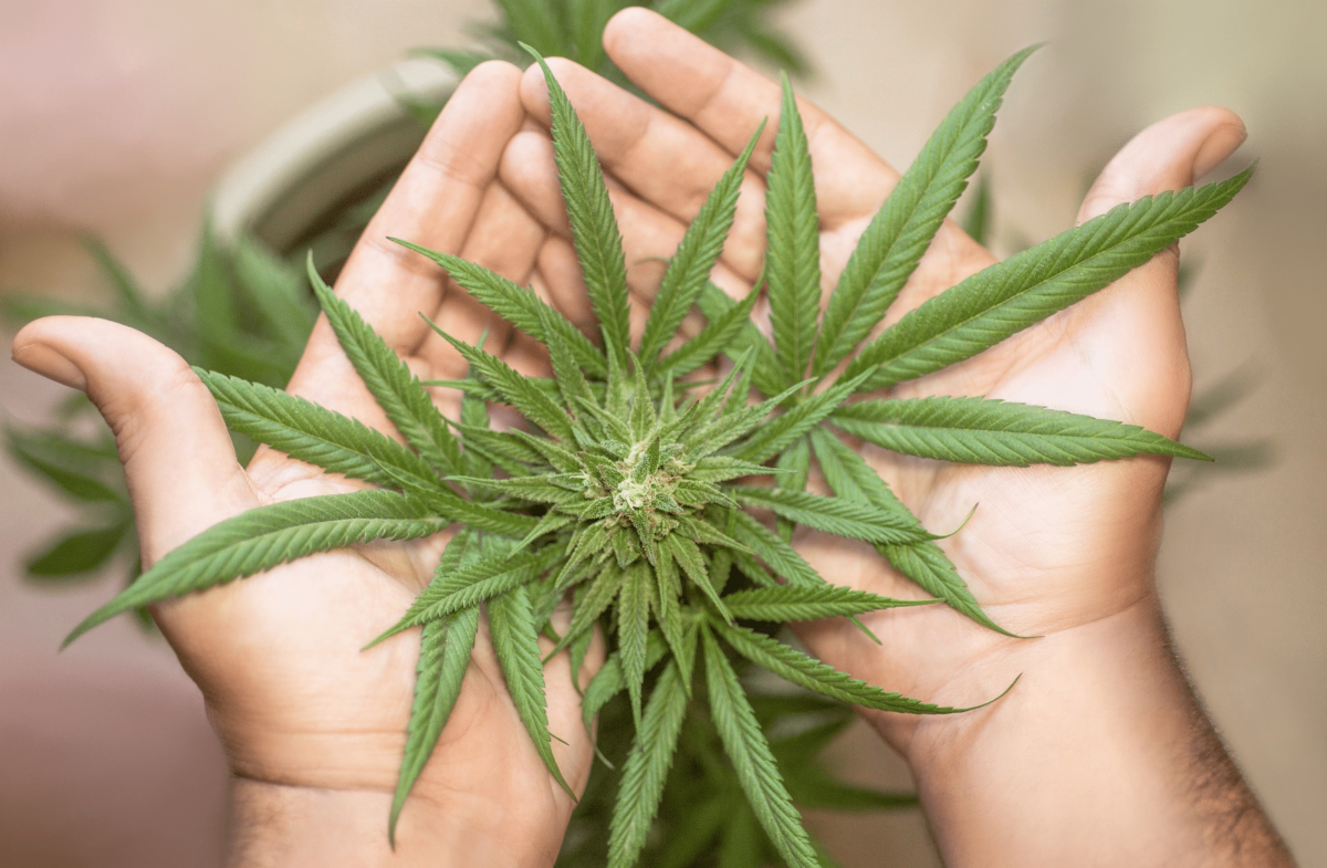 Cannabis Market | Metabolism