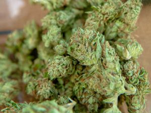 Recreational Cannabis In Seattle | Genetics