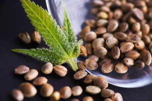cannabis or hemp, marijuana, strains, history