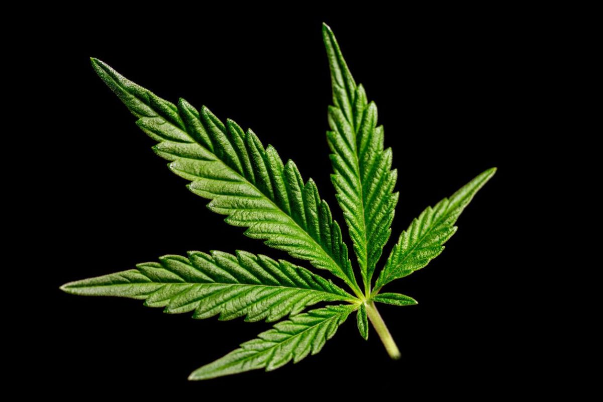 istock 1150379857 1 1573359784 1440w | legalization