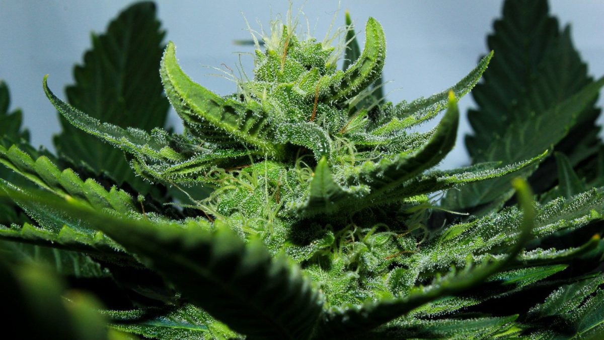 1012135 weed drugs marijuana 420 nature psychedelic plant cannabis rasta reggae drug trippy | evolution