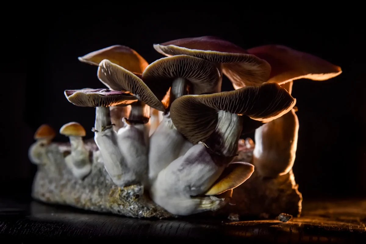 Psilocybin mushrooms depression 02 | Integration