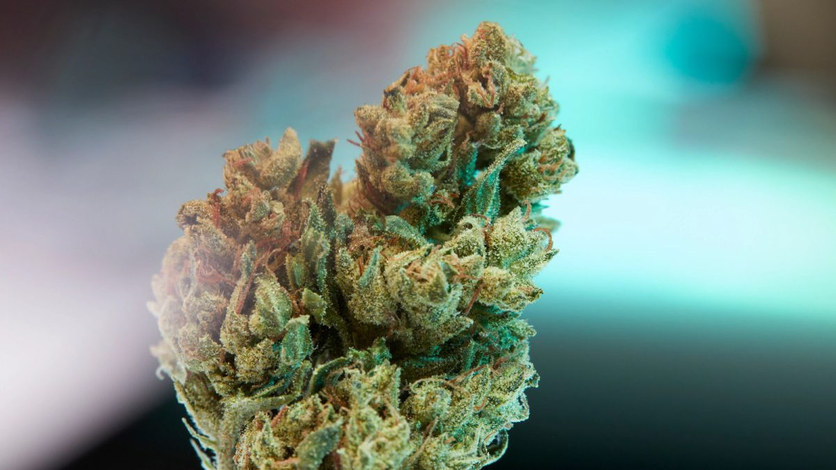 CRTV 3502 strains Humboldt Brothers Sour Diesel 39 2 | Health
