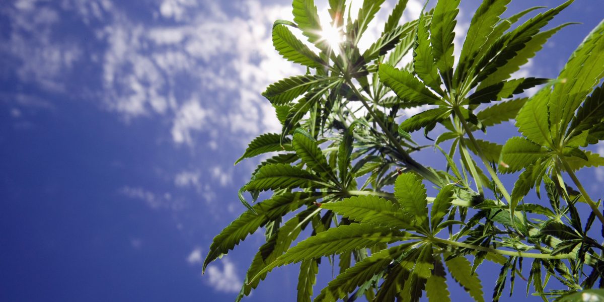 Global Cannabis Commission | Integration