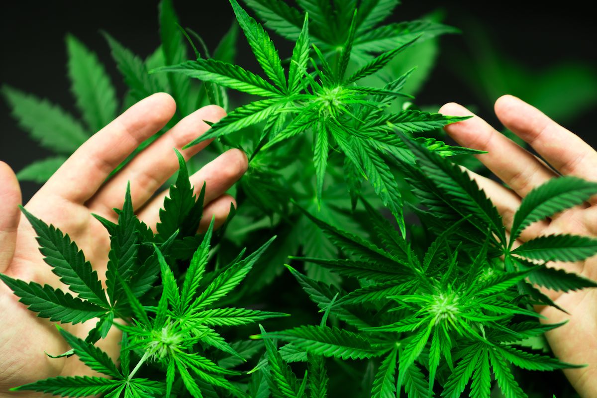 Man holds cannabis planys in hands | Metabolism