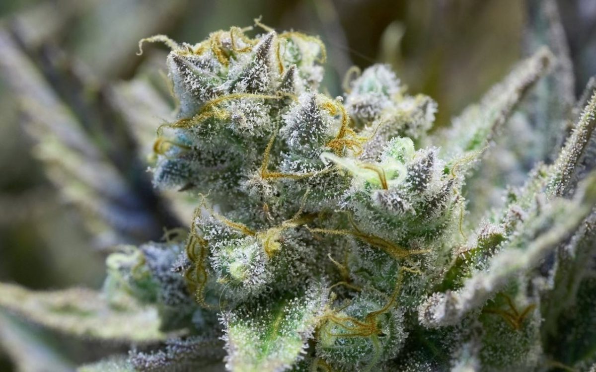nrGpjs32Rm | Genetics