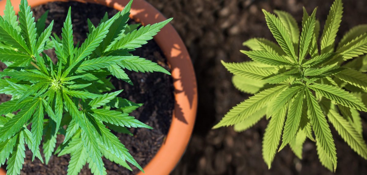outdoor cannabis sensiseeds 6 scaled 1 e1720610964990 | cultivation