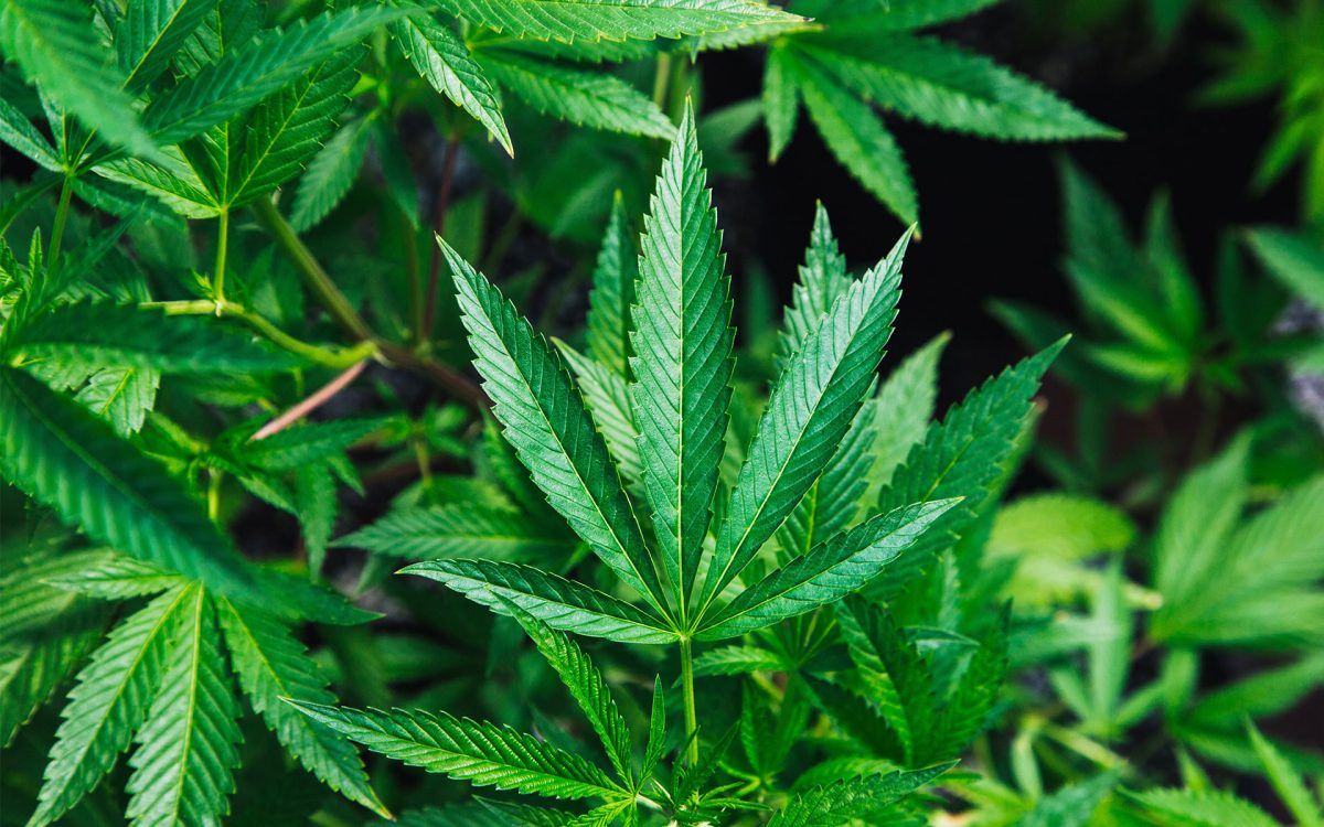 rogoway law cannabis hemp | Side effects
