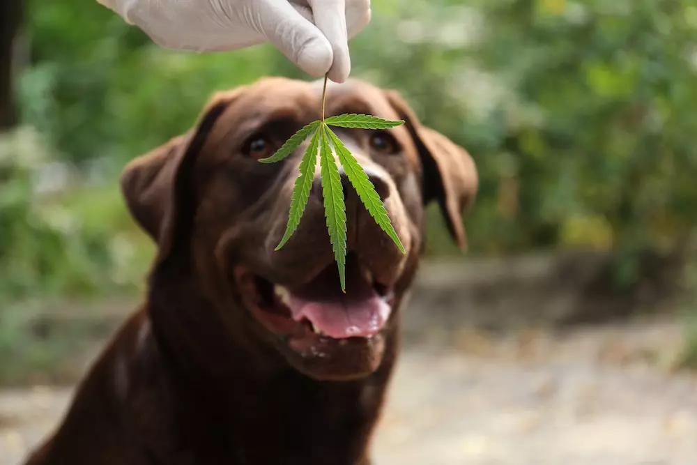 CBD Mushroom Chews for Dogs