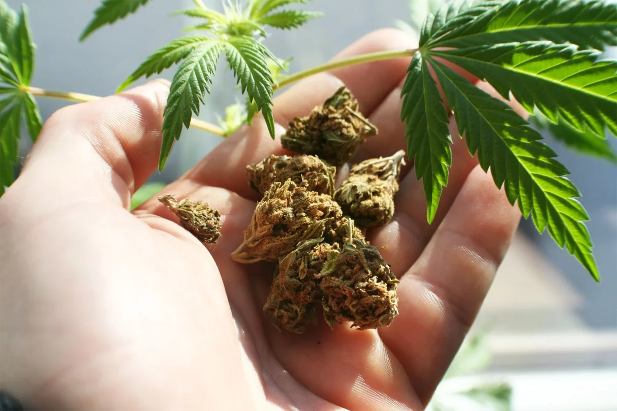 howard zucker thumbs up to pot | News