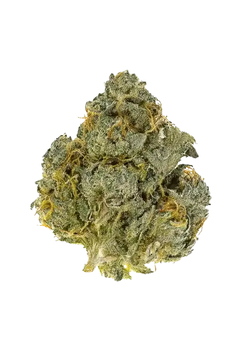 gelato 33 | AA Gelato 33