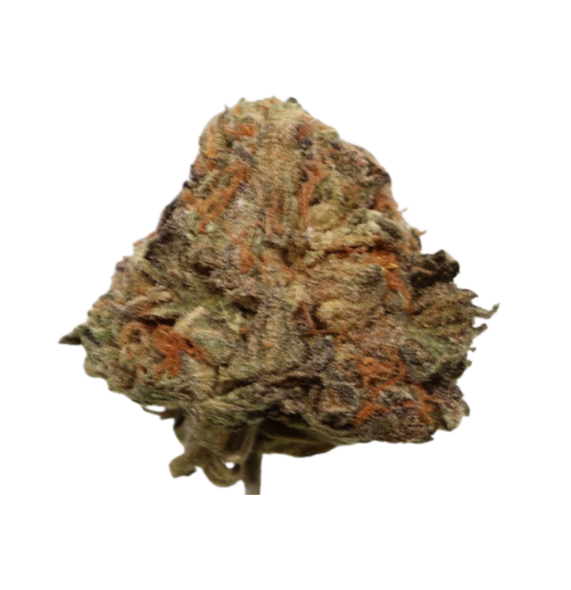 AA OG Shark Smalls